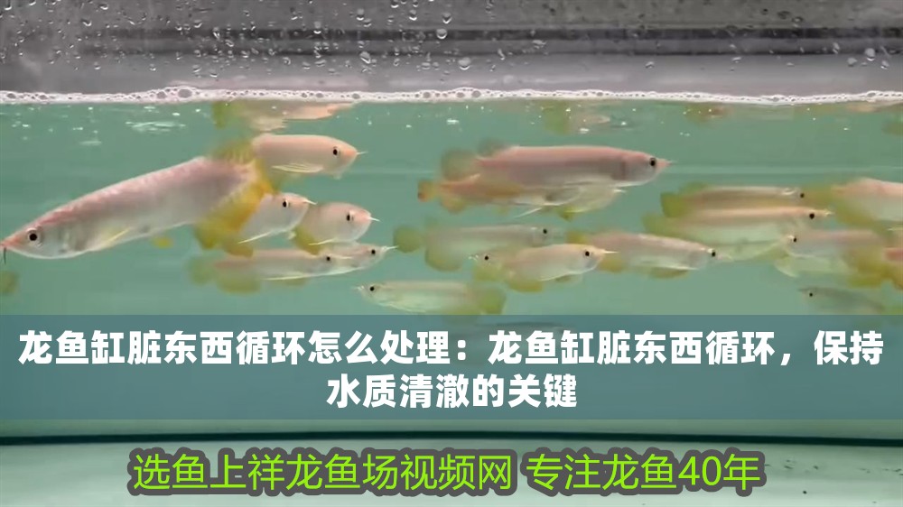 龍魚(yú)缸臟東西循環(huán)怎么處理：龍魚(yú)缸臟東西循環(huán)，保持水質(zhì)清澈的關(guān)鍵