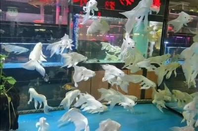 北方最大的水族批發市場在哪里啊多少錢一噸（北方最大水族批發市場位于天津中環花鳥魚蟲市場）