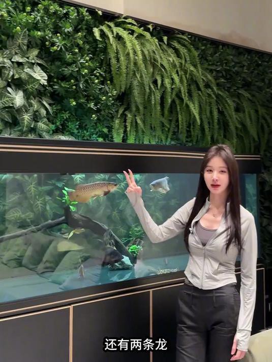 哪些龍魚品種適合雙養？