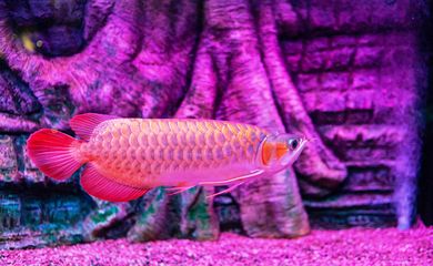 龍魚游起來無力怎么辦：龍魚游動(dòng)無力可能是由多種原因引起的，需要謹(jǐn)慎操作