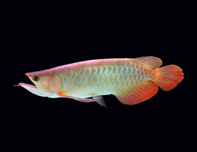 龍魚游起來無力怎么辦：龍魚游動(dòng)無力可能是由多種原因引起的，需要謹(jǐn)慎操作