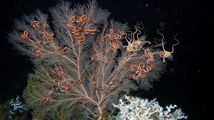 如何簡化深海龍魚的肌肉線條？