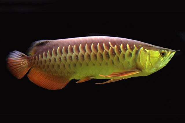 龍魚(yú)別名叫什么好聽(tīng)