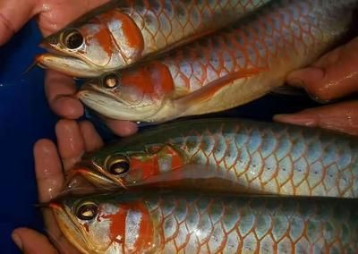 巴古斯紅龍魚是哪個漁場：巴古斯紅龍魚與紅龍魚哪個漁場的紅龍魚哪個好