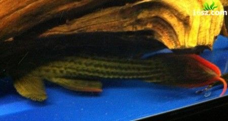 龍魚半月不吃東西會死嗎：龍魚半月不吃東西會導致死亡嗎龍魚半月不吃東西會死嗎