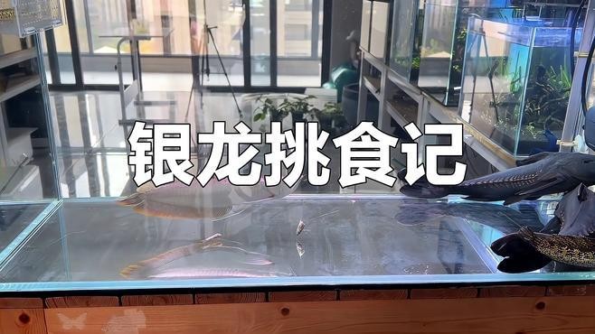 銀龍魚活魚