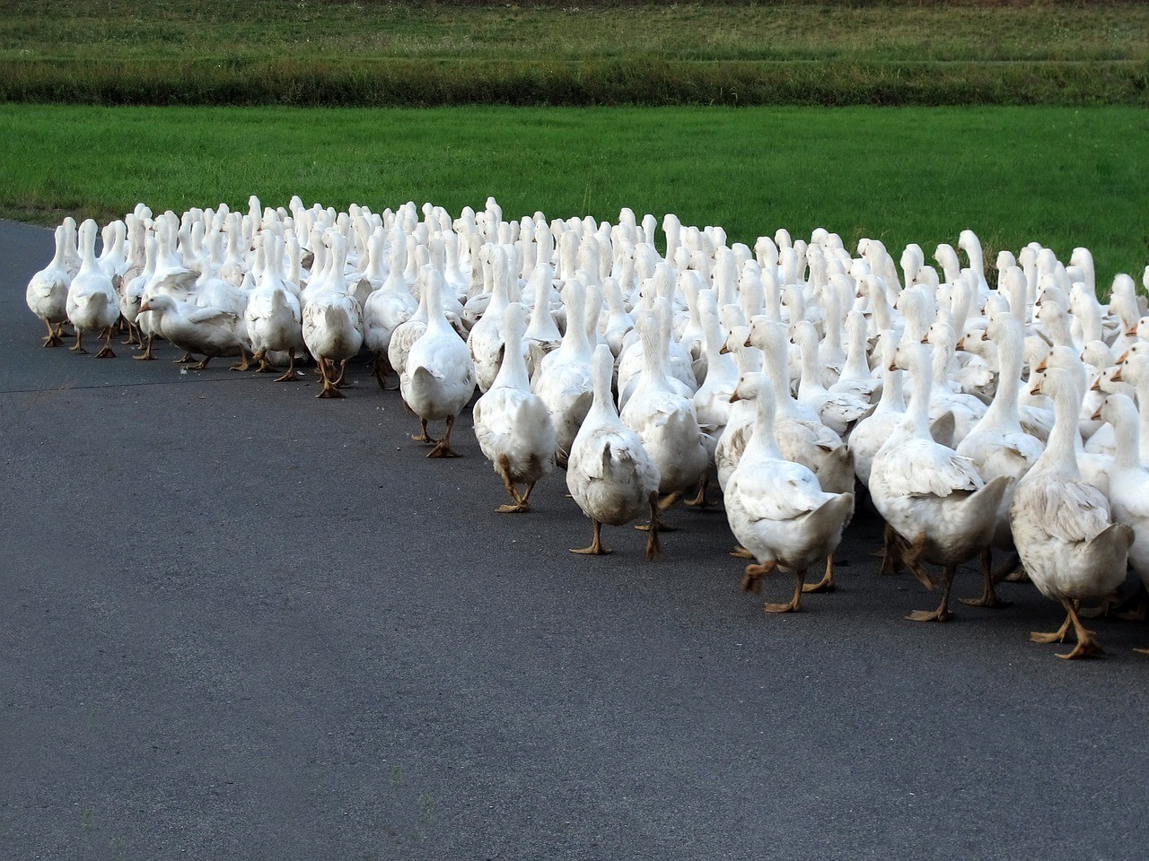 重慶市合川區劉成桂淡水魚養殖場（重慶市合川區劉成桂淡水魚養殖場地址）