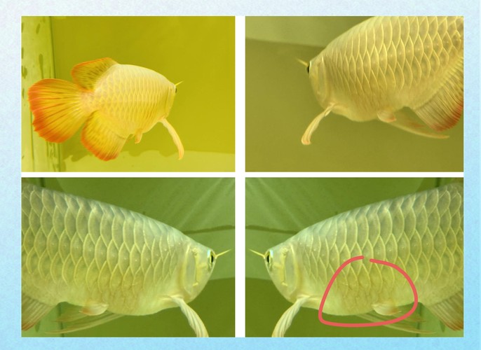 龍魚靜止在水面不動