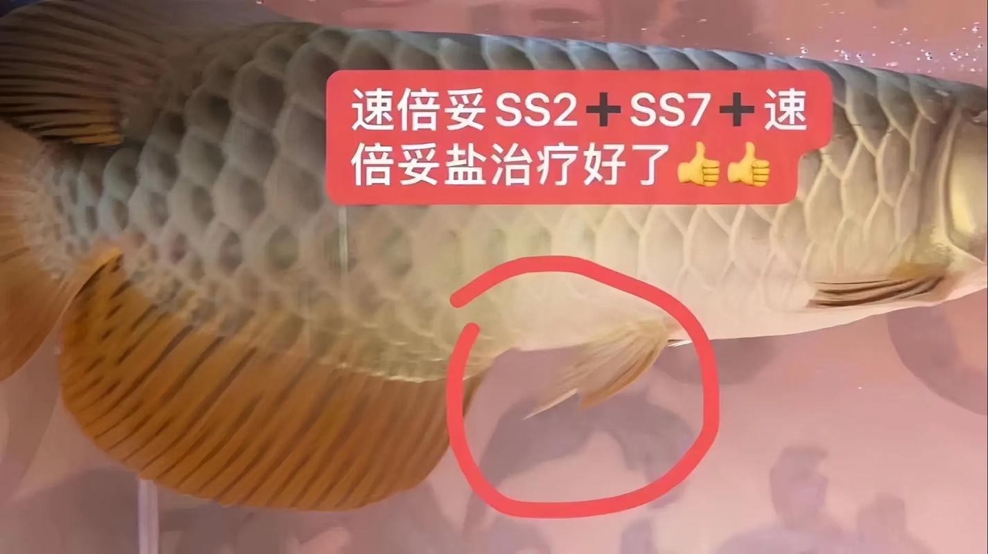 龍魚靜止在水面不動