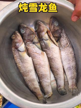 天山雪龍魚是海魚嗎