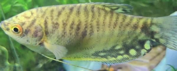 跟曼龍魚相似的魚：與曼龍魚相似的魚類有哪些？