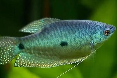 跟曼龍魚相似的魚：與曼龍魚相似的魚類有哪些？