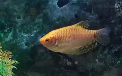 跟曼龍魚相似的魚：與曼龍魚相似的魚類有哪些？