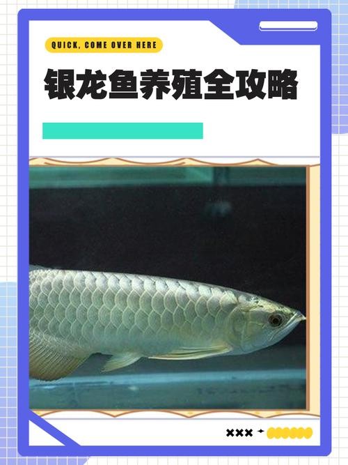 銀龍魚圖片高清圖大全