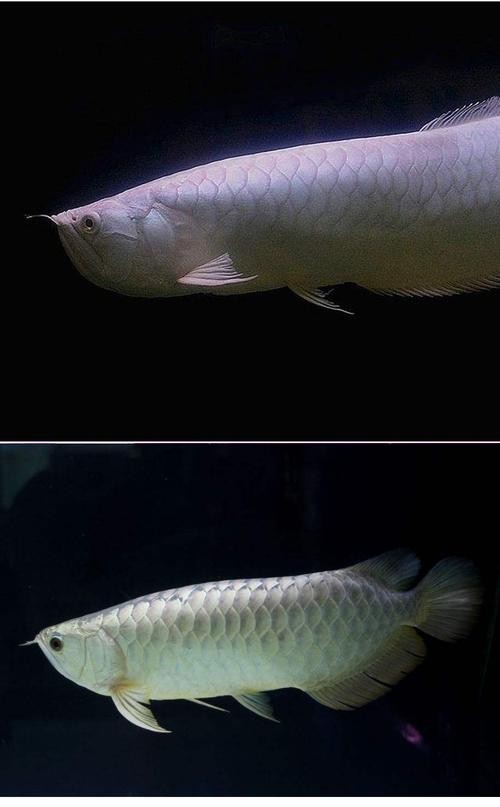 銀龍魚圖片高清圖大全
