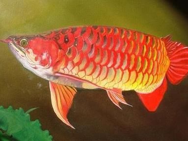 茶水養紅龍魚好不好：紅龍魚的飼養方法