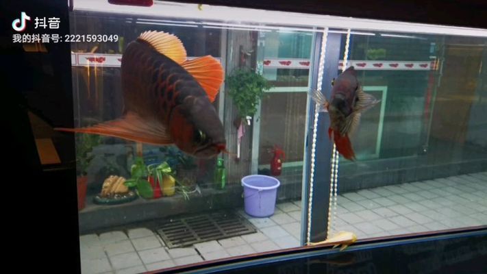 茶水養紅龍魚好不好：紅龍魚的飼養方法