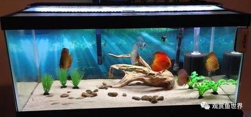 龍魚從缸里跳出的存活情況（龍魚從缸里跳出后是否能活）