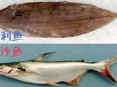 紅頭利魚（紅頭利魚最佳飼養水溫）