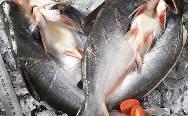 紅頭利魚（紅頭利魚最佳飼養水溫）
