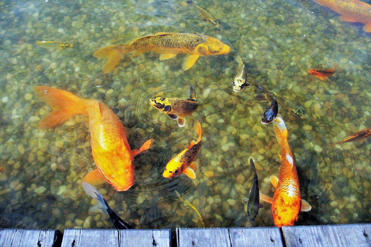 古城區魚來魚好水族店