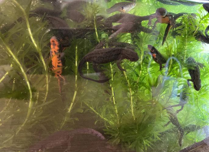 小火龍魚可以和什么魚混養(yǎng)一起