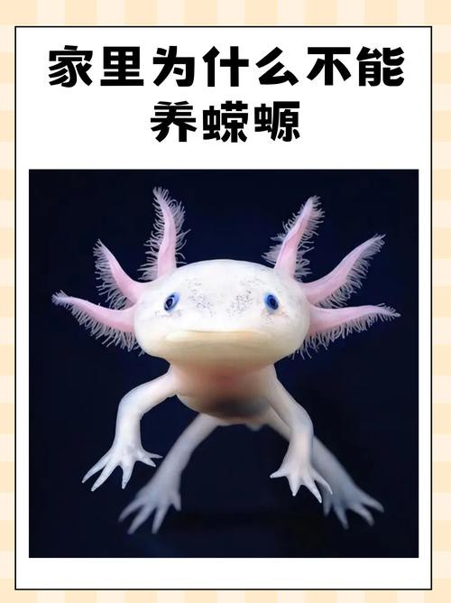 小火龍魚可以和什么魚混養(yǎng)一起