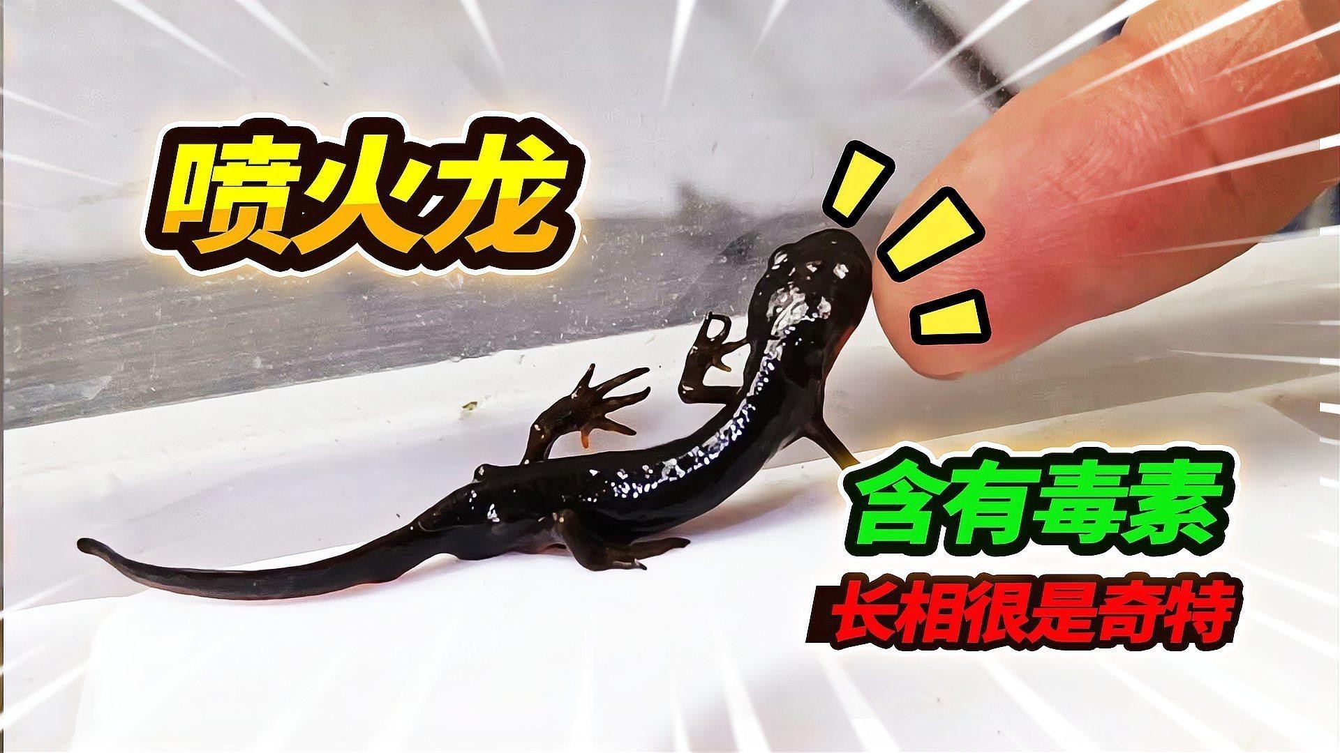 小火龍魚可以和什么魚混養(yǎng)一起