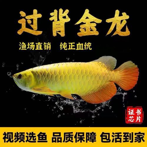金底過背金龍魚圖片大全