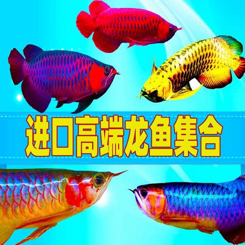 金底過背金龍魚圖片大全