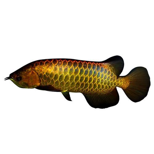 金底過背金龍魚圖片大全