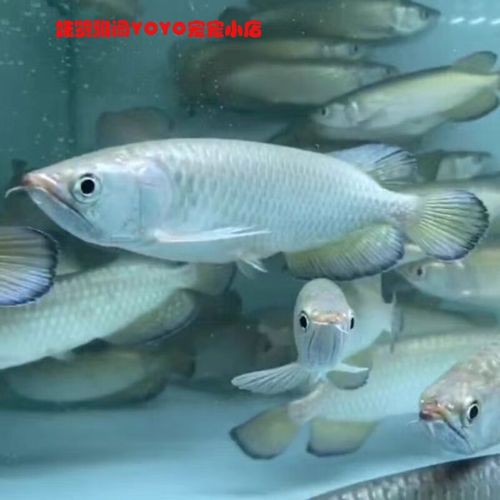 金底過背金龍魚圖片大全