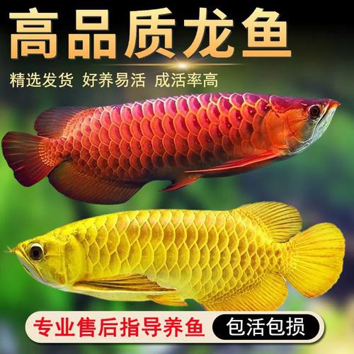 金底過背金龍魚圖片大全