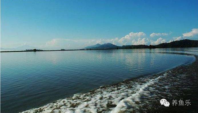 金底過背金龍魚圖片大全