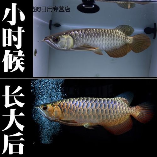 金底過背金龍魚圖片大全