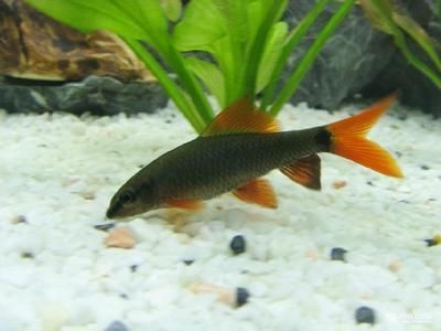 龍魚最貴的品種排名第一位：白金龍魚與其他龍魚區(qū)別,如何鑒別優(yōu)質(zhì)白金龍魚