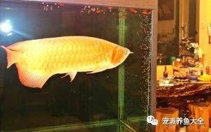 紅龍魚喂食后可以換水嗎（紅龍魚喂食后即刻換水的正確方法紅龍魚喂食后可以換水嗎）