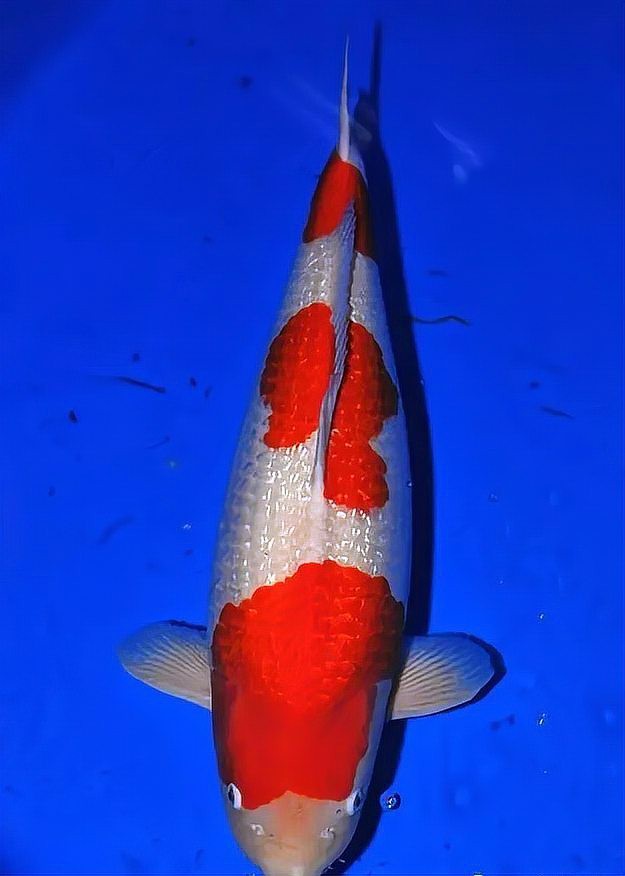 帶證書芯片的賽級魚有何不同？