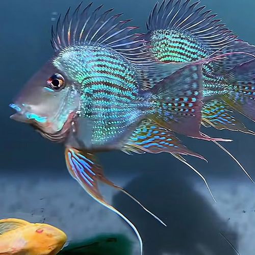 帶證書芯片的賽級魚有何不同？