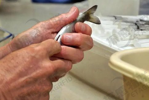 帶證書芯片的賽級魚有何不同？