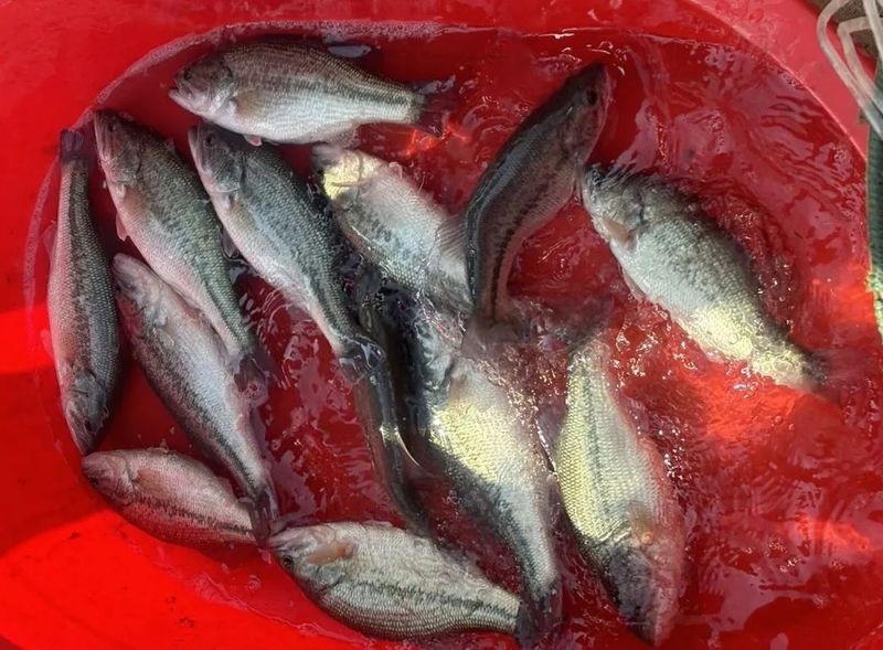 帶證書芯片的賽級魚有何不同？