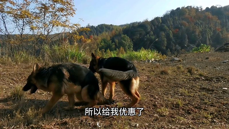 帶證書芯片的賽級魚有何不同？