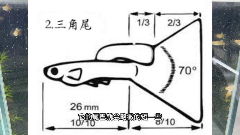 帶證書芯片的賽級魚有何不同？