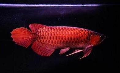 龍魚怎么發色好：紅龍魚的發色過程對龍魚的發色有影響