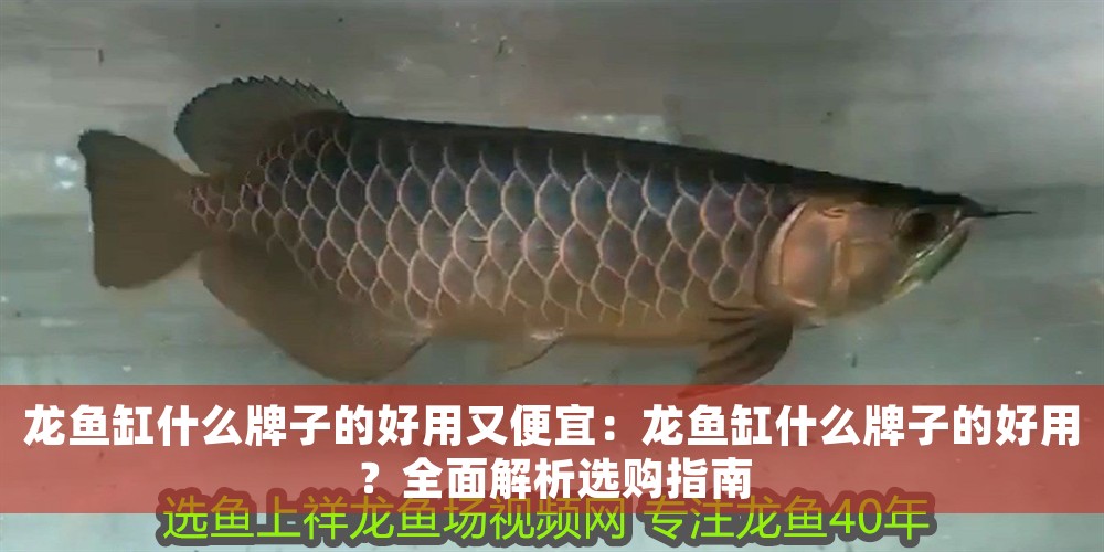 龍魚(yú)缸什么牌子的好用又便宜：龍魚(yú)缸什么牌子的好用？全面解析選購(gòu)指南