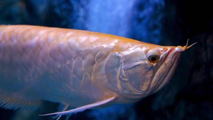 鑒別銀龍魚品種差異的要點，如何鑒別銀龍魚品種差異