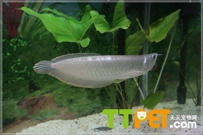 鑒別銀龍魚品種差異的要點，如何鑒別銀龍魚品種差異