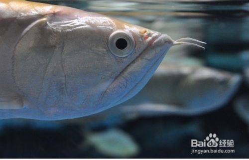 鑒別銀龍魚品種差異的要點，如何鑒別銀龍魚品種差異