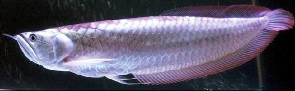 龍魚的傳說