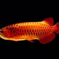 龍魚吃什么發(fā)色最好（哪些食物有助于龍魚發(fā)色？）